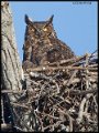 _2SB5912 great-horned owl on nest